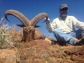 Aoudad