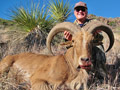 Aoudad