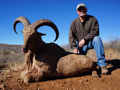 Aoudad