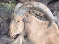 Aoudad