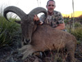 Aoudad