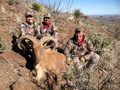 Aoudad