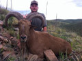 Aoudad