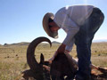 Aoudad