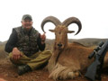 Aoudad