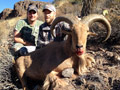 Aoudad