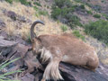 Aoudad