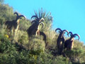 Aoudad