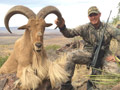 Aoudad