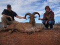 Aoudad