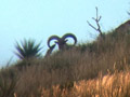 Aoudad