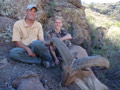 Aoudad