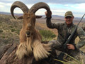 Aoudad