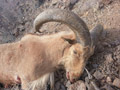 Aoudad