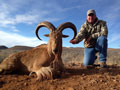 Aoudad