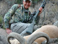 Aoudad