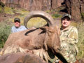 Aoudad