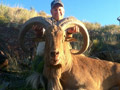 Aoudad