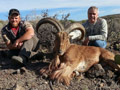 Aoudad