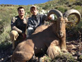 Aoudad