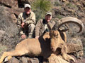 Aoudad