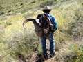 Aoudad