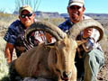 Aoudad