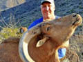 Aoudad