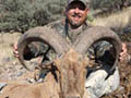 Aoudad