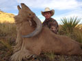 Aoudad