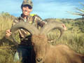 Aoudad