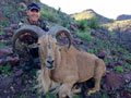 Aoudad