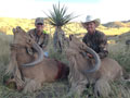 Aoudad