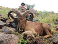 Aoudad