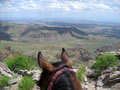 Aoudad