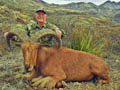 Aoudad