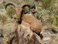 Aoudad