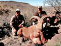 Aoudad