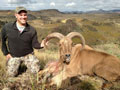 Aoudad