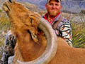 Aoudad