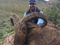 Aoudad