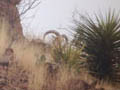 Aoudad