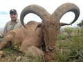 Aoudad