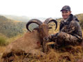 Aoudad