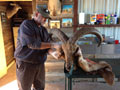 Aoudad