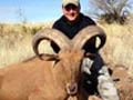 Aoudad