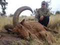 Aoudad