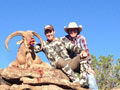 Aoudad