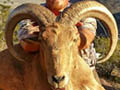 Aoudad