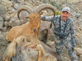 Aoudad